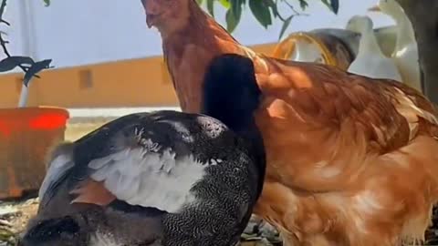 A cock and a duckling grow up together. They look so admiring.