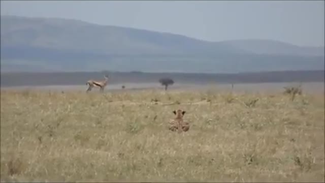 Cheetah running for prey