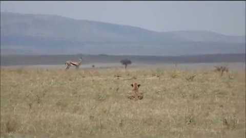 Cheetah running for prey