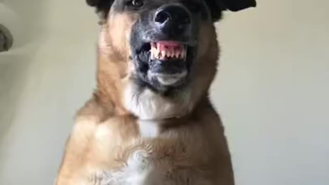 Dog Funny Videos || πΆπΆπΆ ||Dog Video || πππ