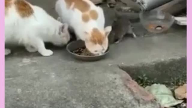 dog playing with owner cat wanting to stop the fan #shorts