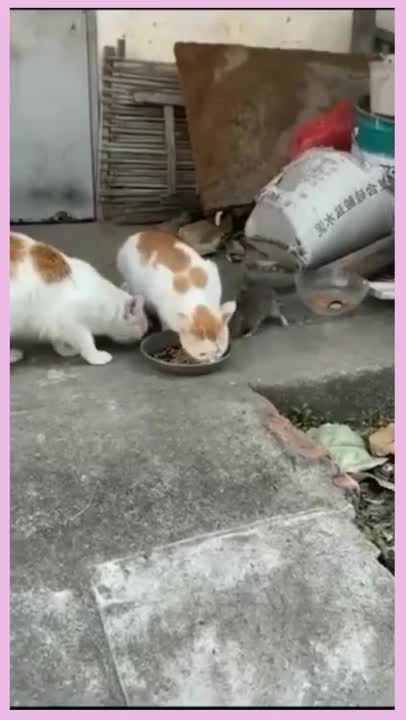 dog playing with owner cat wanting to stop the fan #shorts