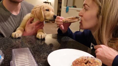 Puppy Tries to Steal My Breakfast | Golden Retriever Puppy