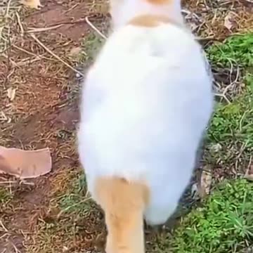Funny pet video