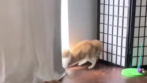 Funny Animal
