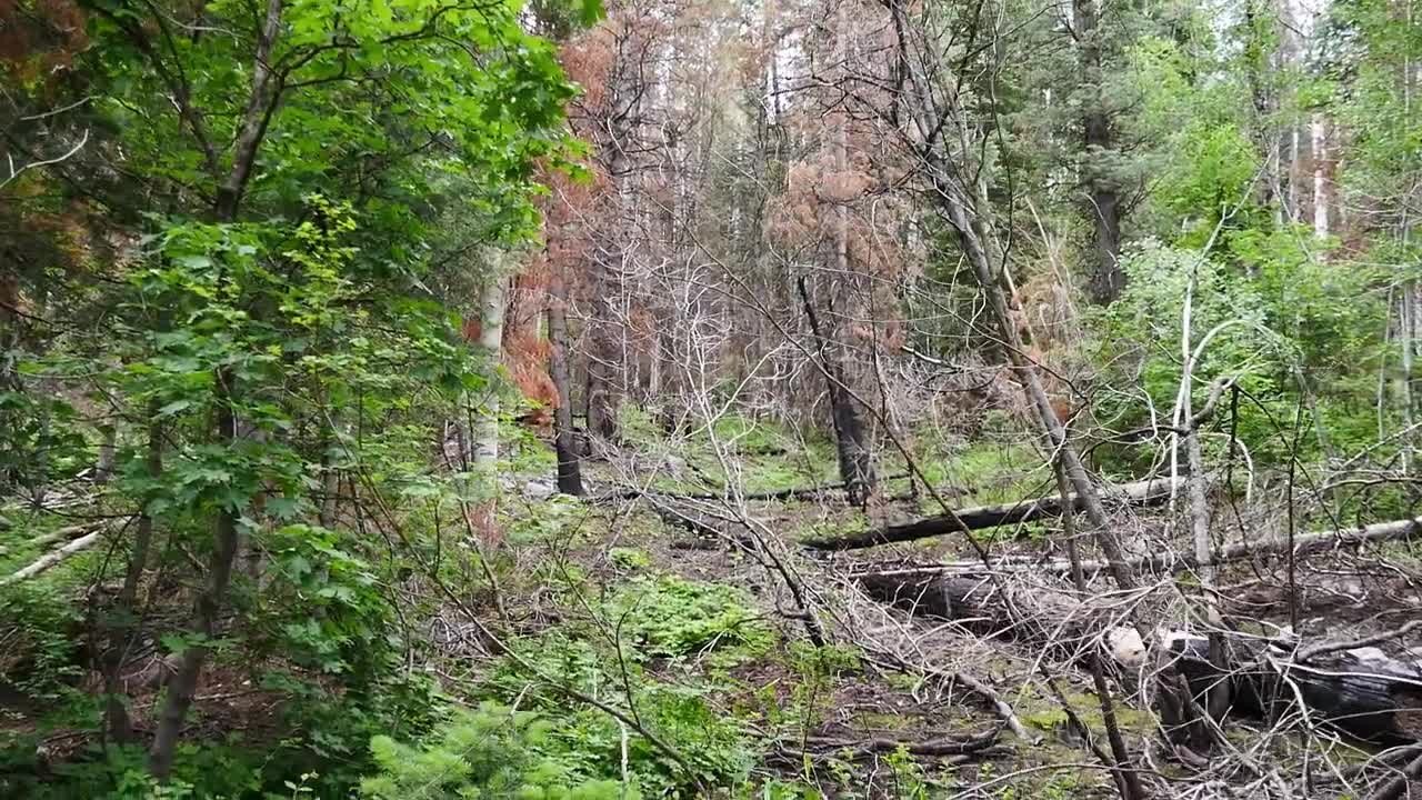 Sasquatch Structures not burned in Wild Fire