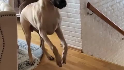 Rumble dogs and puppies