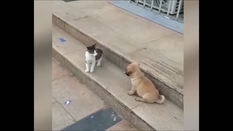 watch funny animals