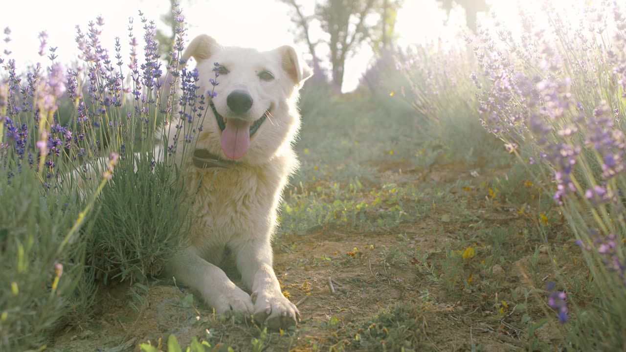 DOG DEEPTHINK
