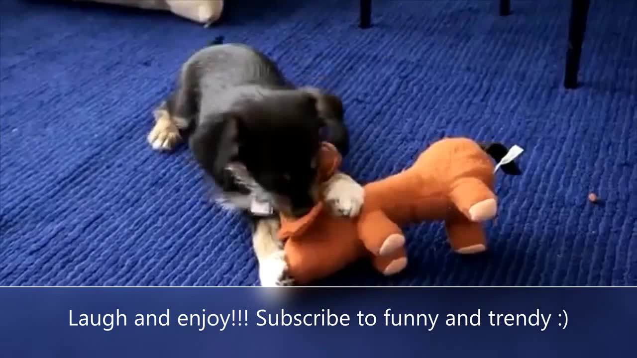 Cute Puppies Acting Sweet And Funny | Hilarious Moments 2