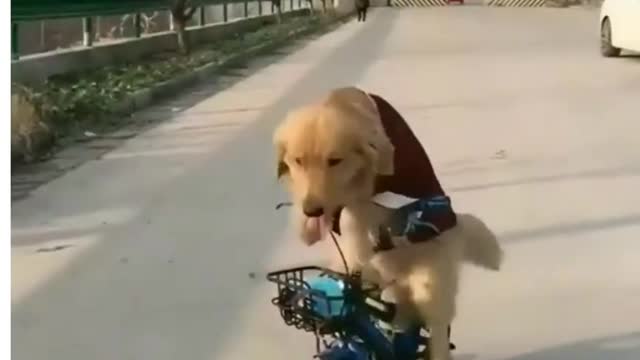 Dog can ride bike🐕💯