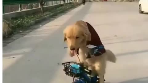 Dog can ride bike🐕💯