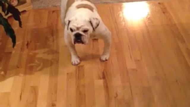 Bulldog Hates The Feel Of Hardwood Floors, Walks Backwards Instead