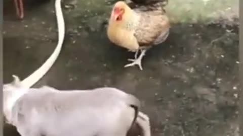 Funny Dog video - Hen and dog fight video