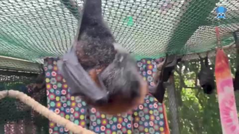 Baby flying-foxes in Nene's Babytown K'Ching and Billi Maree