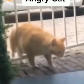 This Cat Got Stuck At The Gate And Can't Get Out - Tiktok Cats (Funny Animals #339)