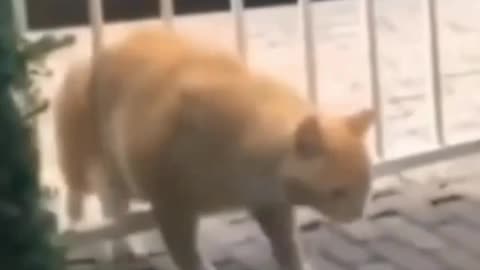 This Cat Got Stuck At The Gate And Can't Get Out - Tiktok Cats (Funny Animals #339)