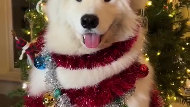 Christmas dog, o Christmas dog