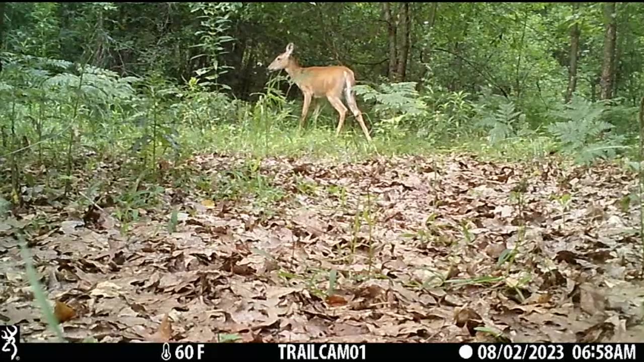 Trail Camera Michigan Feral Cat and Coyote