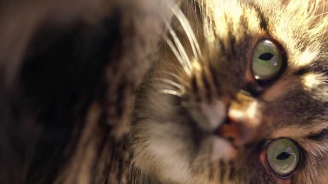 Vertical video. Cute muzzle of a tabby domestic cat that looks in different directions