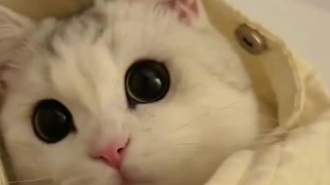 Cute and Funny Cats