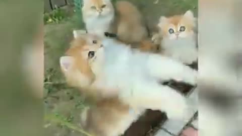 Funny Cat Videos 😂