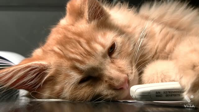 Baby Cat - Cute And Funny Cat Videos