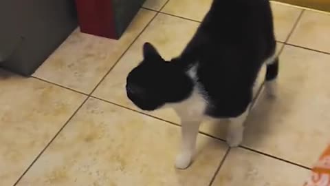 Funny cats compilation