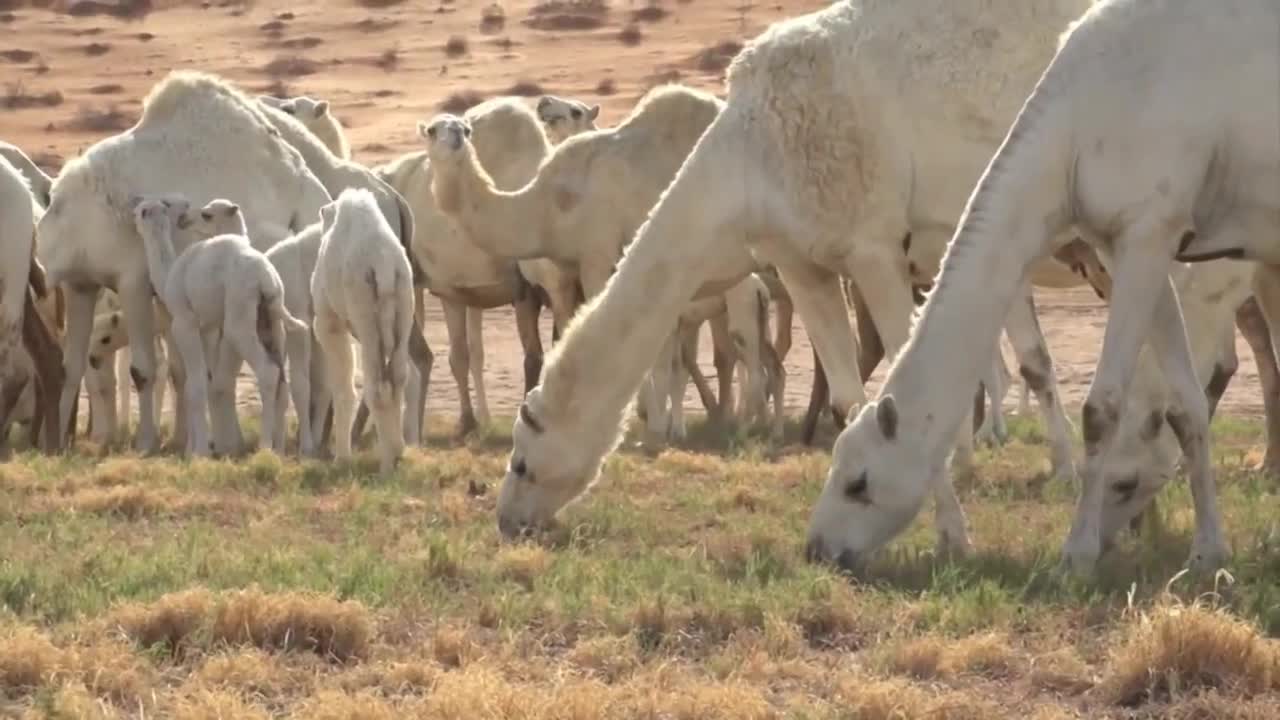 A wonderful view of a camel and a small camel