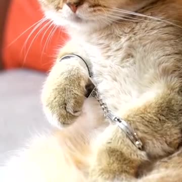 Adorable cat has been arrested for vandalism