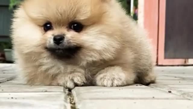 puppy videos, cute puppy videos, funny puppy videos, Puppy