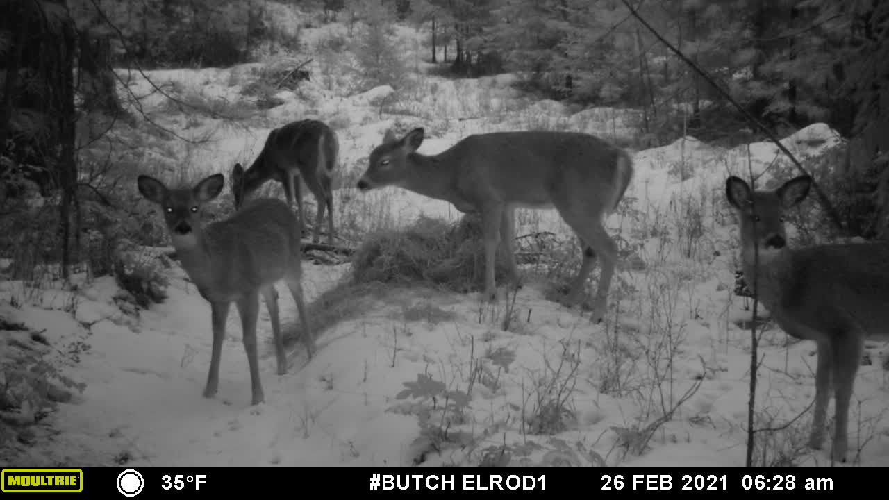 Whitetail Food Aggression - 3