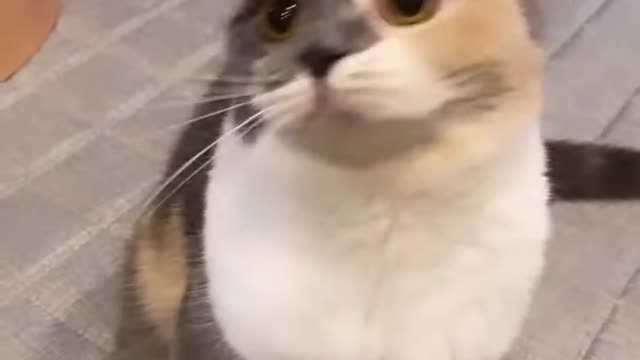 Cat fun memes and videos!