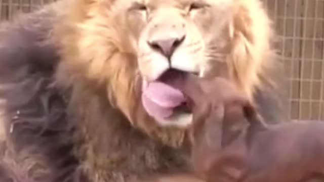 THE DOG & THE BEAST (AMAZING ANIMAL FRIENDSHIP)