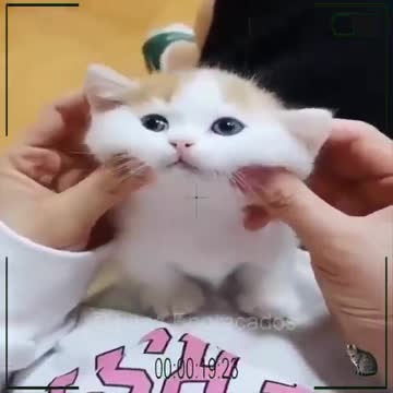 Funny Cats 2021- cute funny cat pictures- cute cat