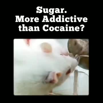 SUGAR more ADDICTIVE than COCAINE?