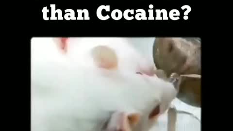 SUGAR more ADDICTIVE than COCAINE?