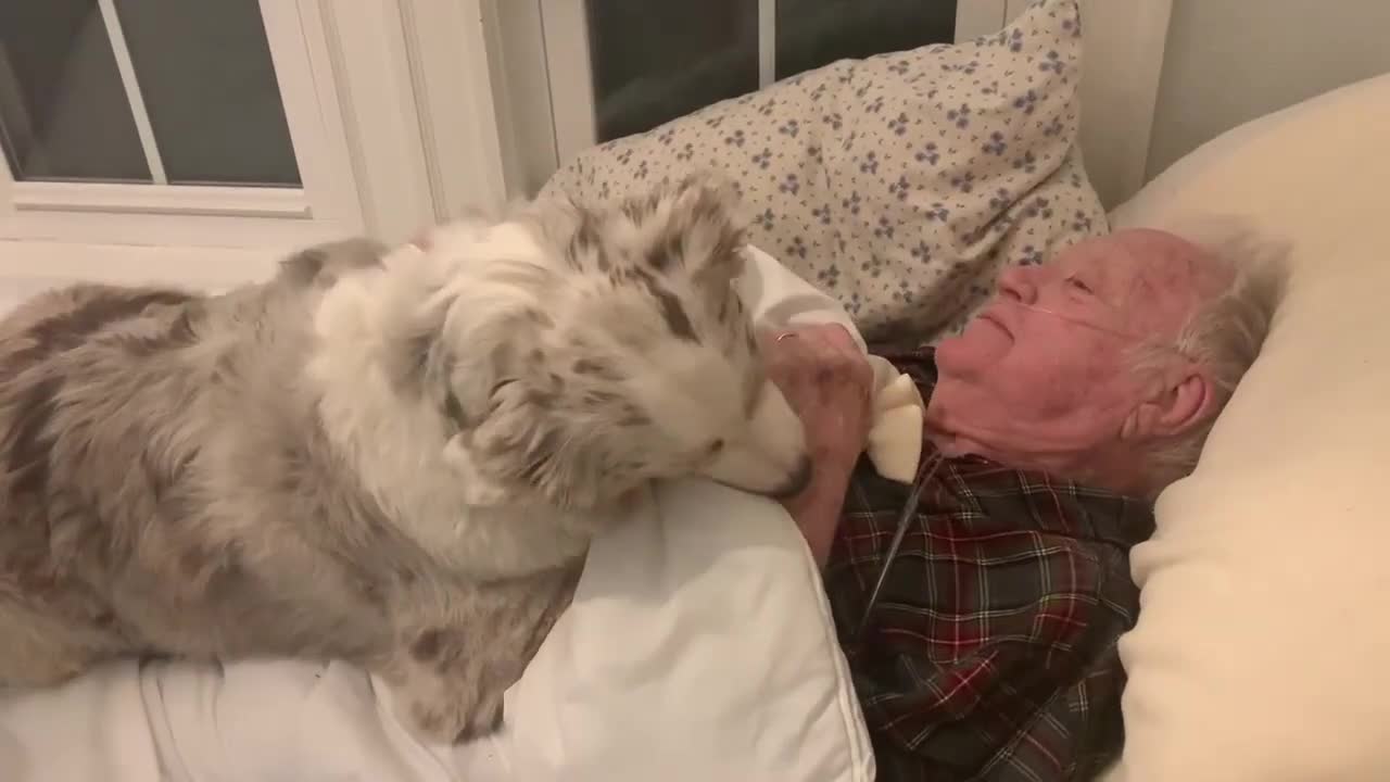 Australian Shepherd cuddles & comforts great-grandfather