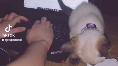 Cute Kitten Disturbing Her Owner