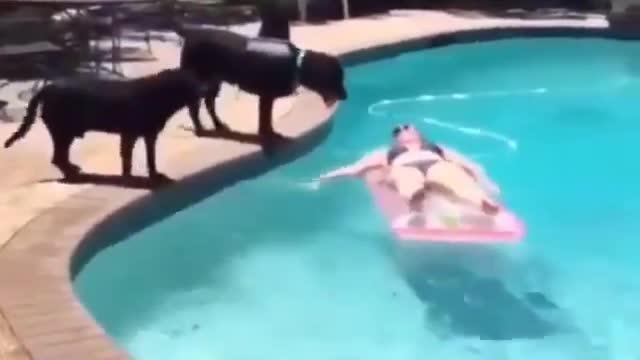 Dog jumps into the pool!