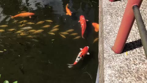 Koi Pond meditation