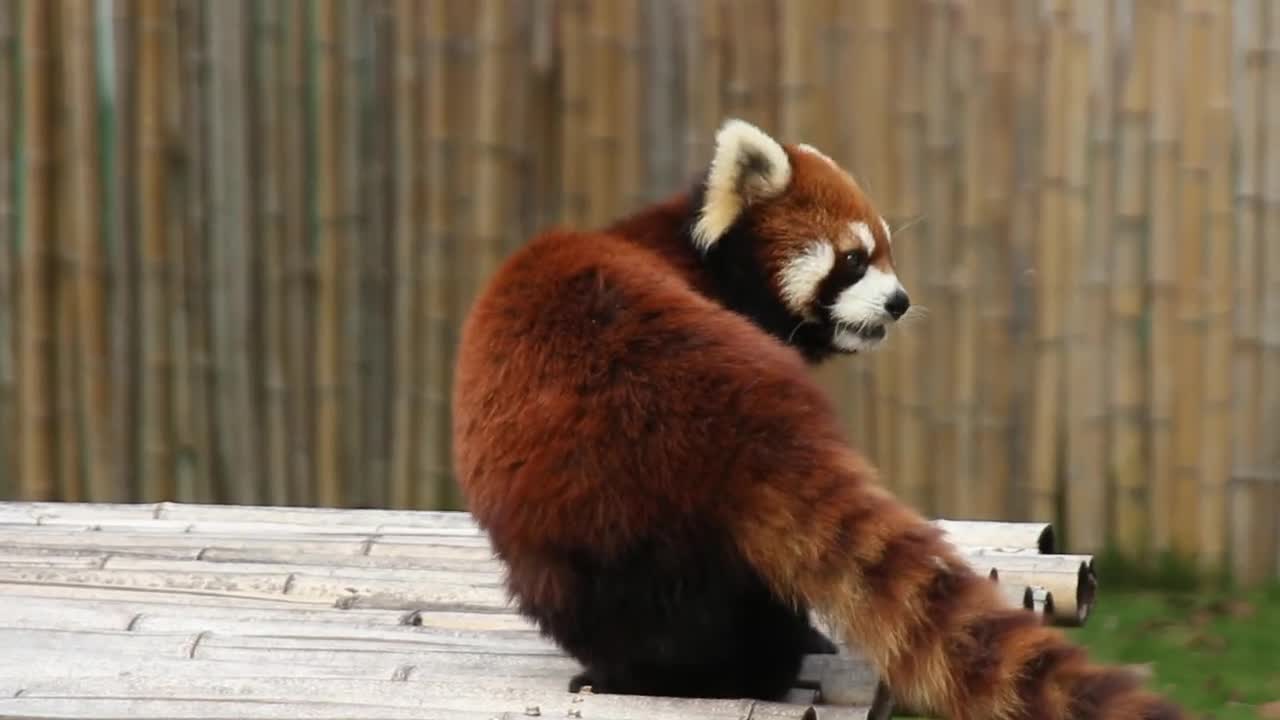 The red panda