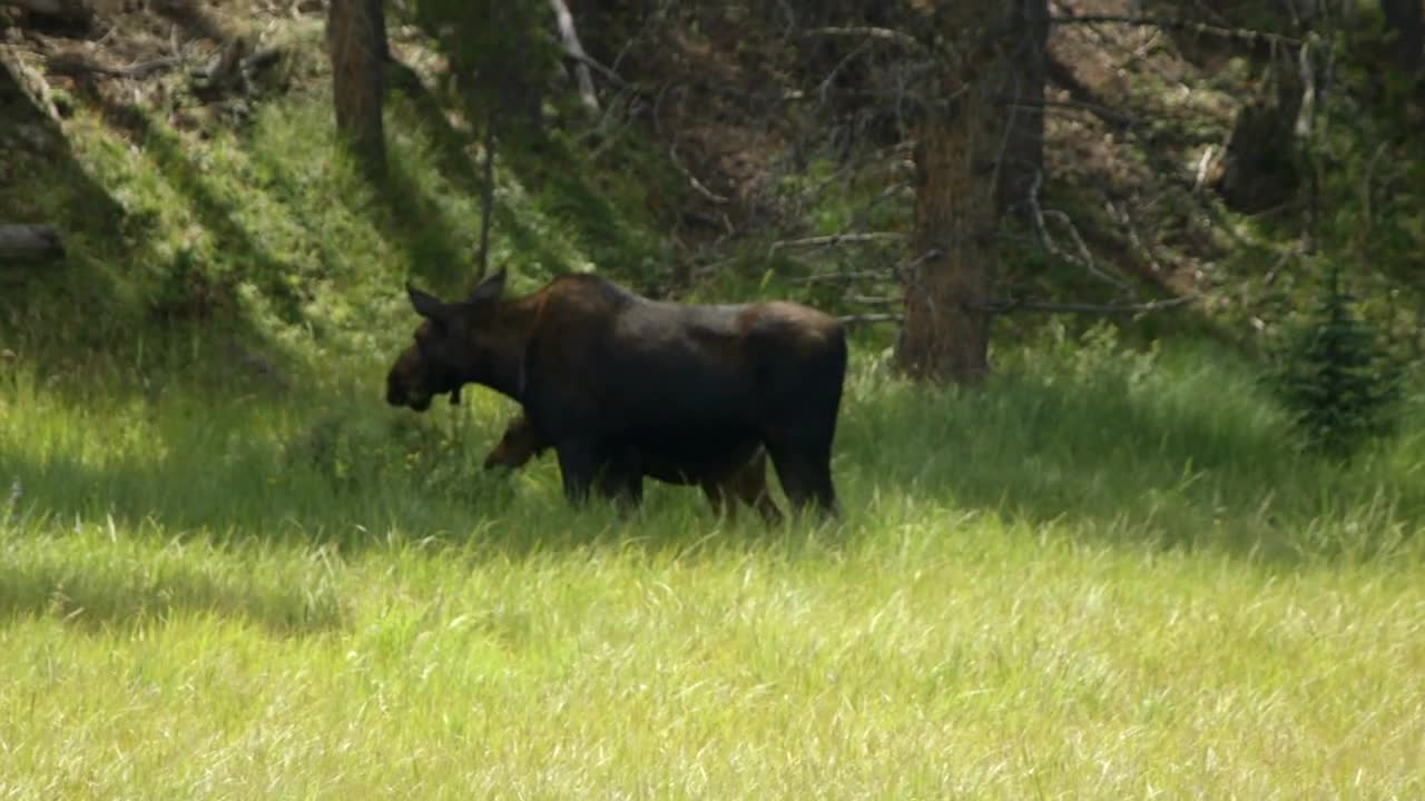 moose cow and calf