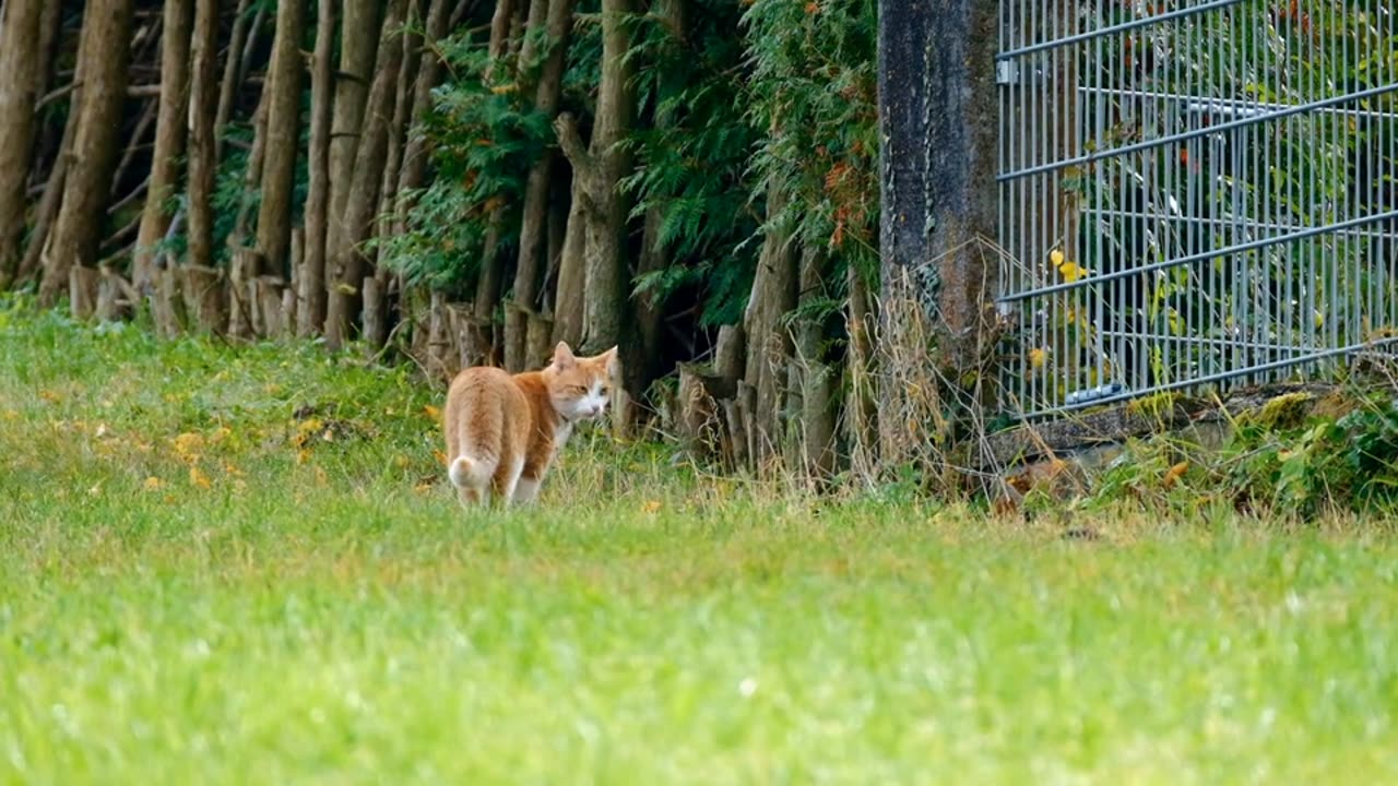 THERE IS CAT ON THE FIELD