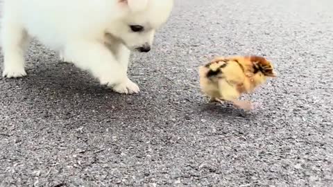 Cute dog and chick play together