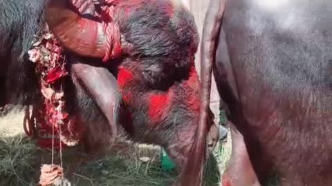 Amazing Buffalo