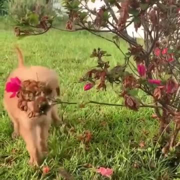 Baby dog makes her debut