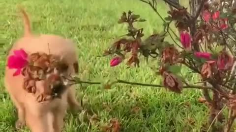 Baby dog makes her debut