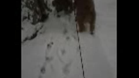 Puppy running in the snow good