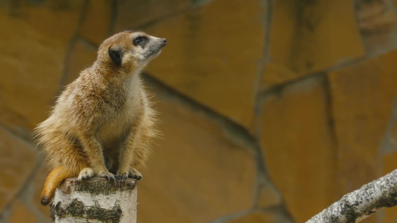 Meerkat on a tree log